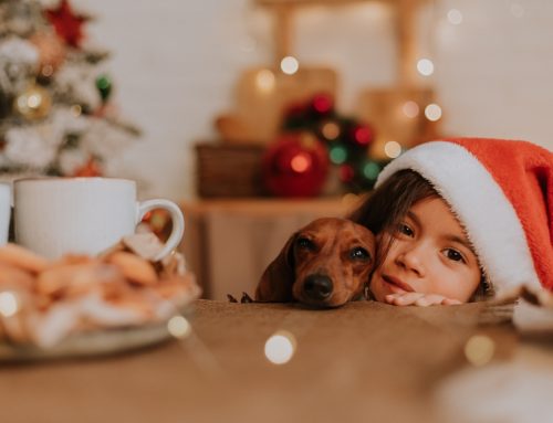 Holiday Pet Safety FAQs